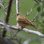 Bruant ortolan (Col de Gleize, Hautes-Alpes)