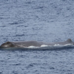 Cachalot au large du Cap Sicié, 27 septembre 2015