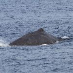 Cachalot au large du Cap Sicié, 27 septembre 2015
