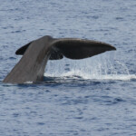 Cachalot au large du Cap Sicié, 27 septembre 2015