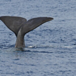 Cachalot au large du Cap Sicié, 27 septembre 2015