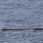 Cachalot au large du Cap Sicié, 27 septembre 2015