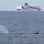 Cachalot au large du Cap Sicié, 27 septembre 2015