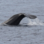 Cachalot au large du Cap Sicié, 27 septembre 2015