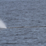 Cachalot au large du Cap Sicié, 27 septembre 2015