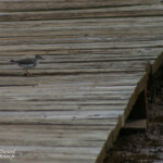 Chevalier grivelé (Martinique)