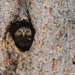 Chevêchette d'Europe (Hautes-Alpes)