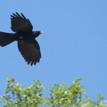 Chocard à bec jaune (Gorges du Rif, Hautes-Alpes)