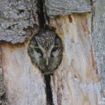 Chouette de Tengmalm (Hautes-Alpes)