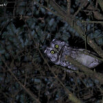 Chouette de Tengmalm, Haute-Loire