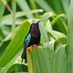 Colibri madère (Martinique)