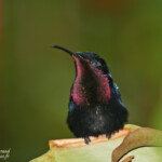 Colibri madère (Martinique)