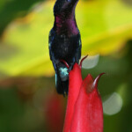 Colibri madère (Martinique)