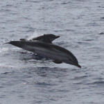 Dauphin bleu et blanc (21 juin 2015)