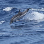 Dauphin bleu et blanc (21 juin 2015)