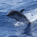 Dauphin bleu et blanc (21 juin 2015)