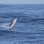 Dauphin bleu et blanc (21 juin 2015)