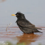 Etourneau unicolore (Espagne)