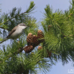 Fauvette babillarde Mésange noire (Col du Noyer, Hautes-Alpes)