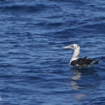 Fou de Bassan (21 juin 2015)