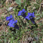 Gentianes, Col de Gleize
