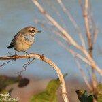 Gorgebleue à miroir (Varanger)