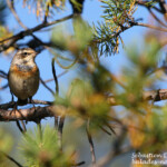 Gorgebleue à miroir (Varanger)