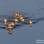 Harle huppé (Varanger)