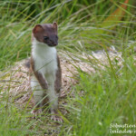 Hermine (Varanger)