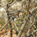 Iranie à gorge blanche (Arménie)