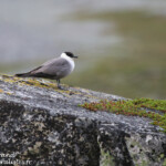 Labbe à longue-queue (Varanger)