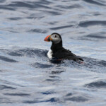 Macareux moine (Iles de Marseille)