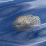 Méduse "oeuf au plat", 27 septembre 2015