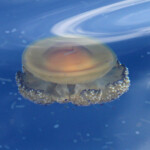 Méduse "oeuf au plat", 27 septembre 2015