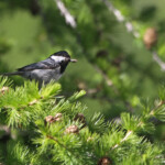 Mésange noire (Col du Noyer, Hautes-Alpes)