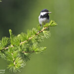 Mésange noire (Col du Noyer, Hautes-Alpes)