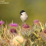 Mésange nonnette (Bulgarie)