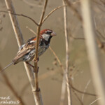 Moineau espagnol (Bulgarie)