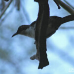 Moqueur à gorge blanche (Martinique)
