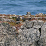 Noddi brun (Martinique)