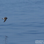 Océanite tempête (Corse)