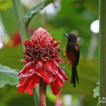 Oriole de la Martinique (Martinique)