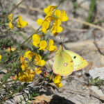 (Col de Gleize, Hautes-Alpes)