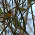 Paruline des mangroves (Martinique)