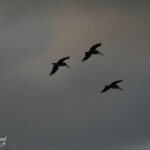 Pélican brun (Martinique)