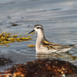Phalarope à bec étroit (Varanger)