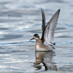 Phalarope à bec étroit (Varanger)