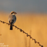 Pie-grièche à poitrine rose (Bulgarie)