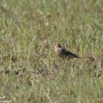 Pipit à gorge rousse (Aiguamolls, Espagne)