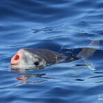 Poisson-lune, mola mola